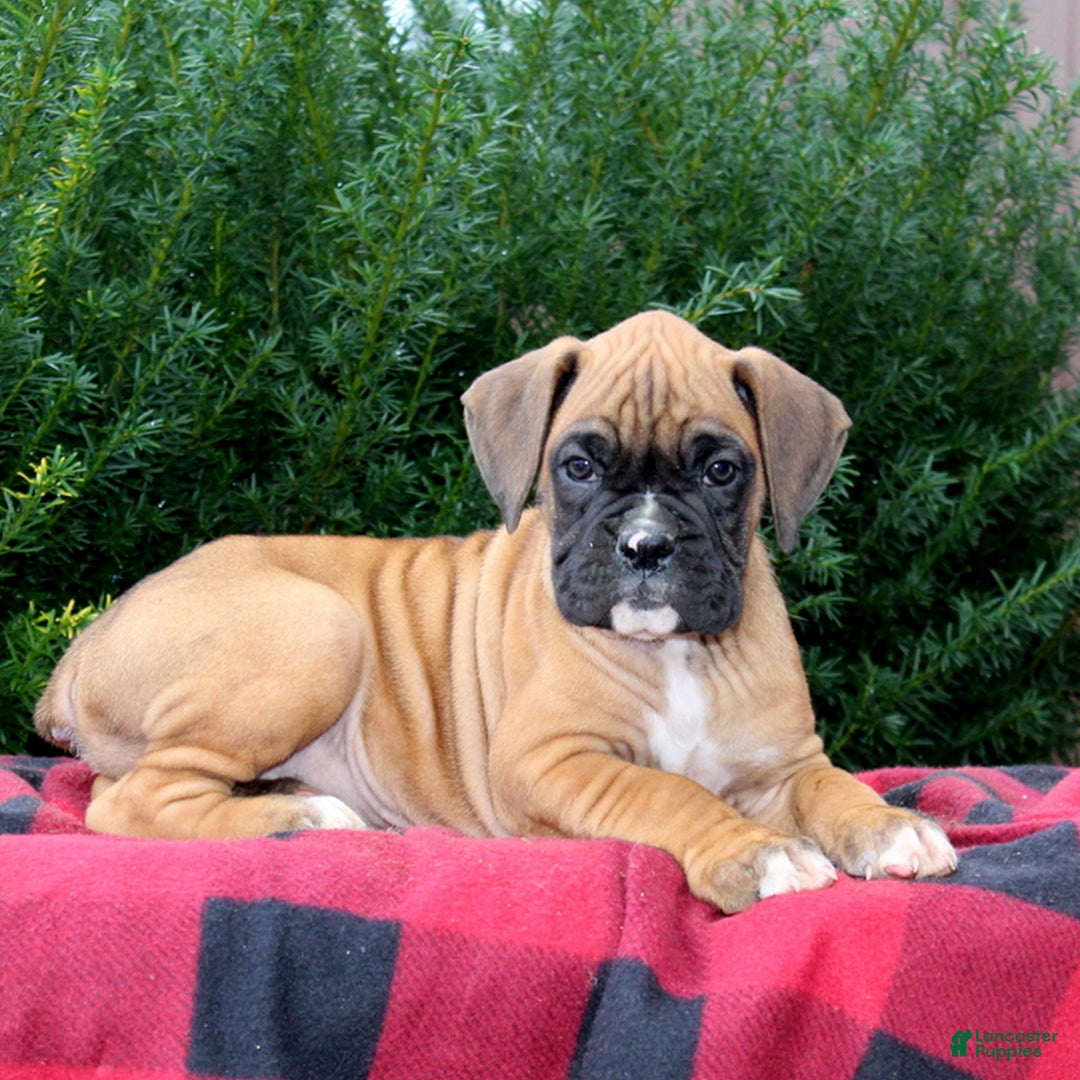 Boxer dogs for sale: Archie  - Ad 1