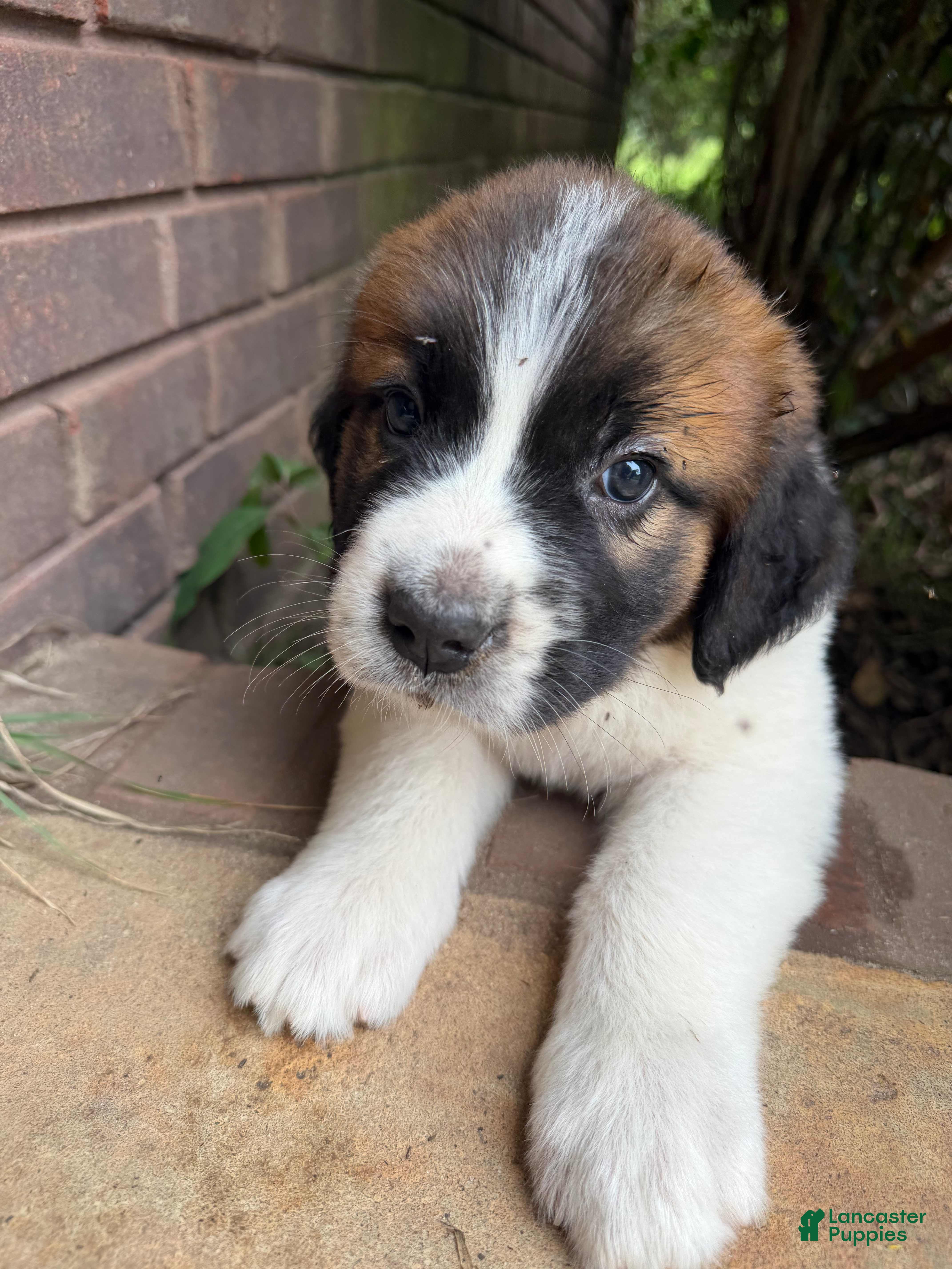 Mixed Breed dogs Saint Bernard Pyrenees mix Puppy 3 - Ad 35