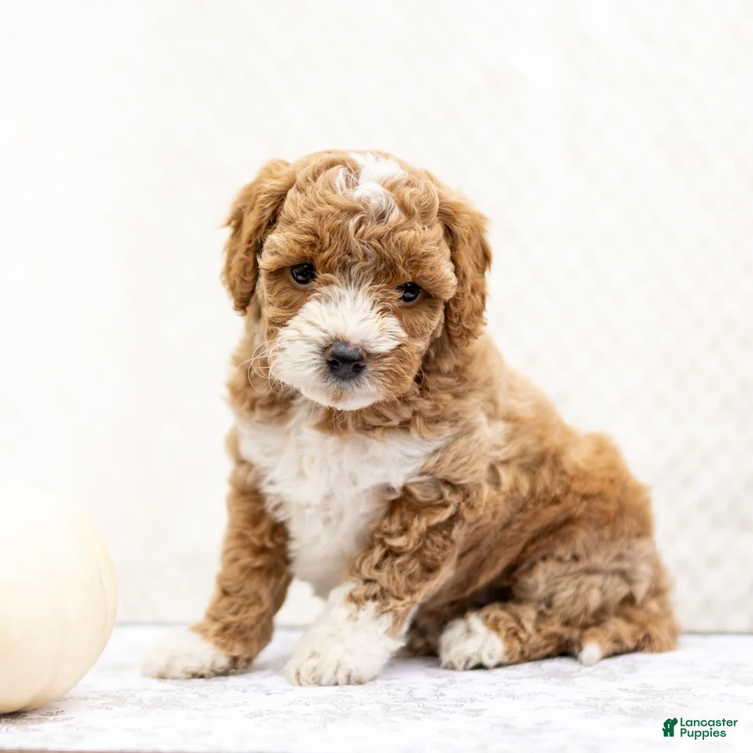 Mini Goldendoodle dogs for sale: Maya - Ad 2