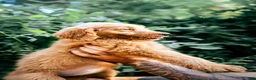 Goldendoodle dogs for sale: Honey - Ad 3