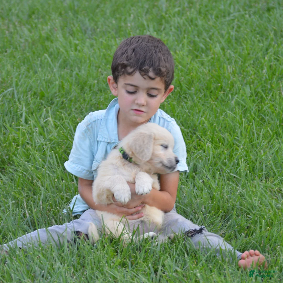 Golden Retriever dogs for sale: FULL AKC Miss Bailey is READY NOW! - Ad 7