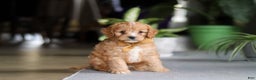 Cavapoo dogs for sale: Jasper - Ad 3
