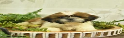 Shih Tzu dogs for sale: Dallas  - Ad 3