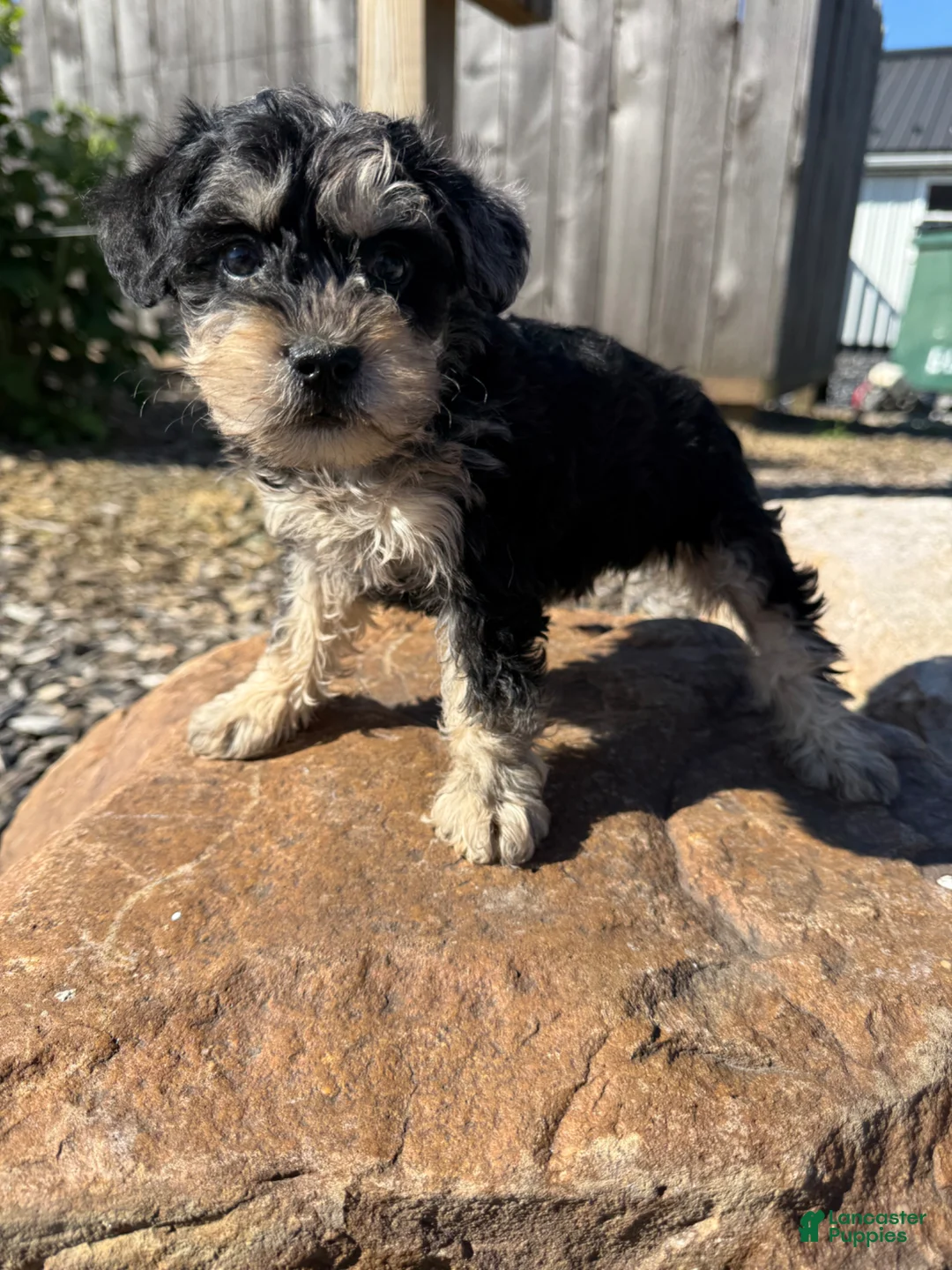 Schnoodle dogs for sale: Sara - Ad 2