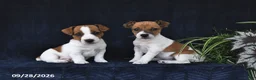 Jack Russell Terrier dogs for sale: Mason - Ad 5