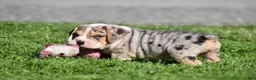 Beabull dogs for sale: Hunter - Ad 12