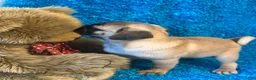 Pug dogs for sale: Lila - Ad 3