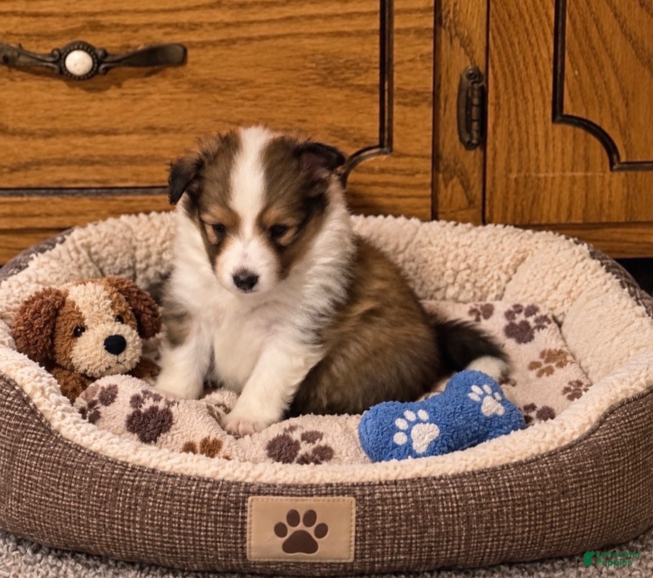 Shetland Sheepdog dogs for sale: Shetland Sheepdog 1 - Ad 1
