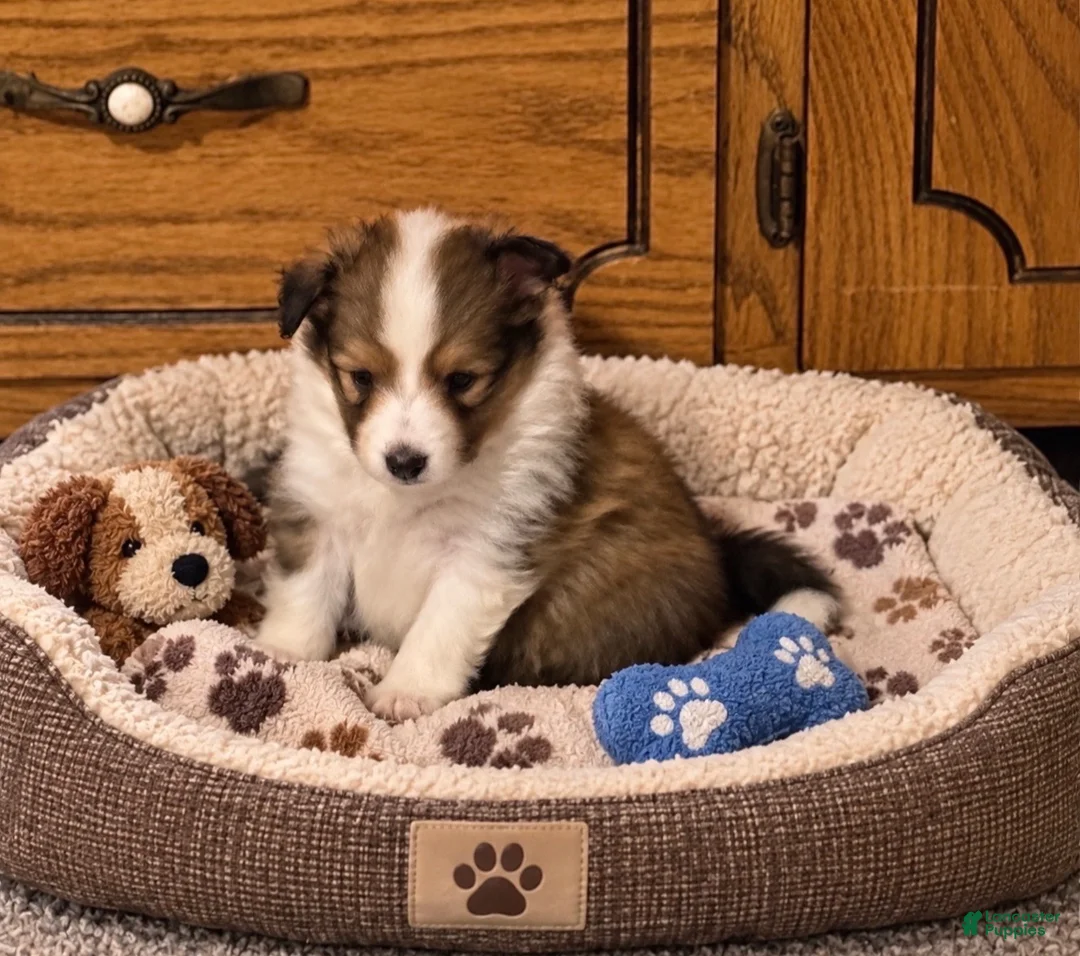 Shetland Sheepdog dogs for sale: Shetland Sheepdog 1 - Ad 1