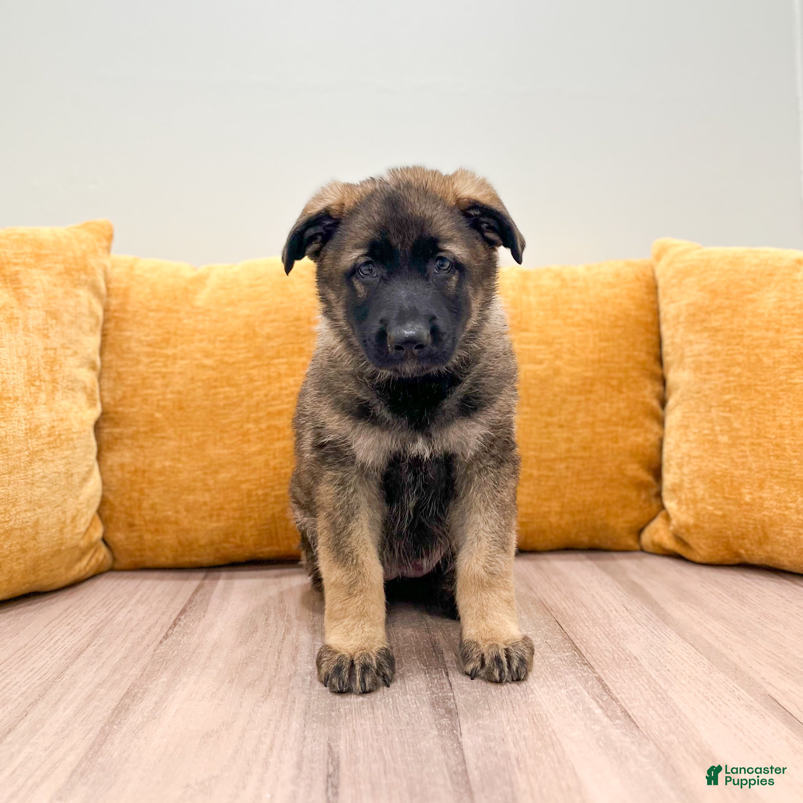 German Shepherd dogs for sale: Candy - Ad 3