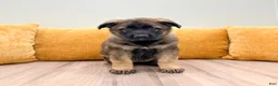 German Shepherd dogs for sale: Candy - Ad 1