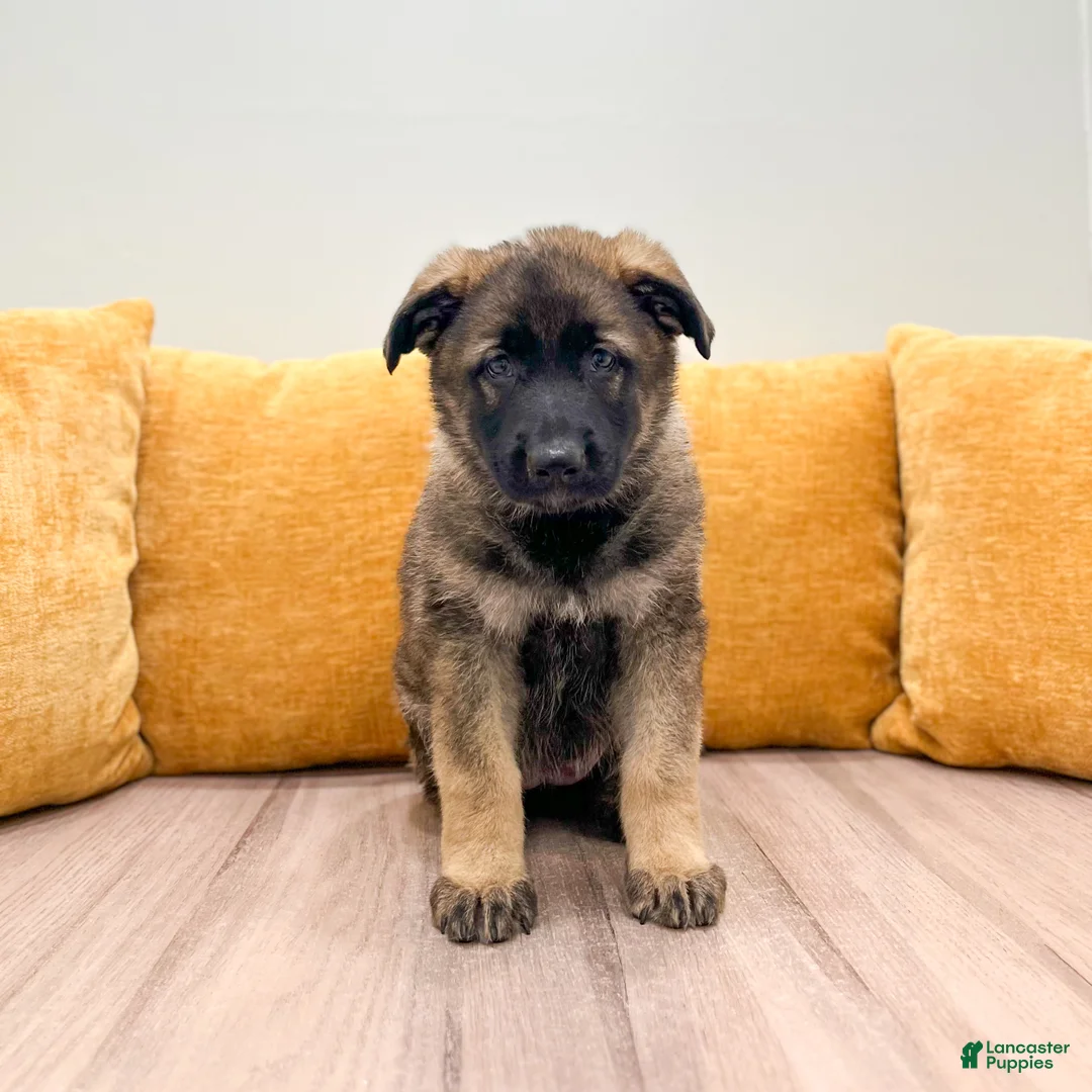 German Shepherd dogs for sale: Candy - Ad 1