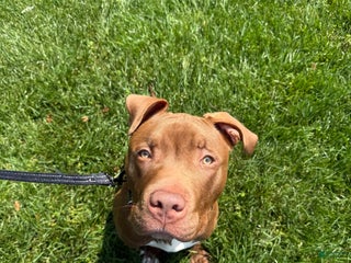 Mixed Breed dogs - Ad 23