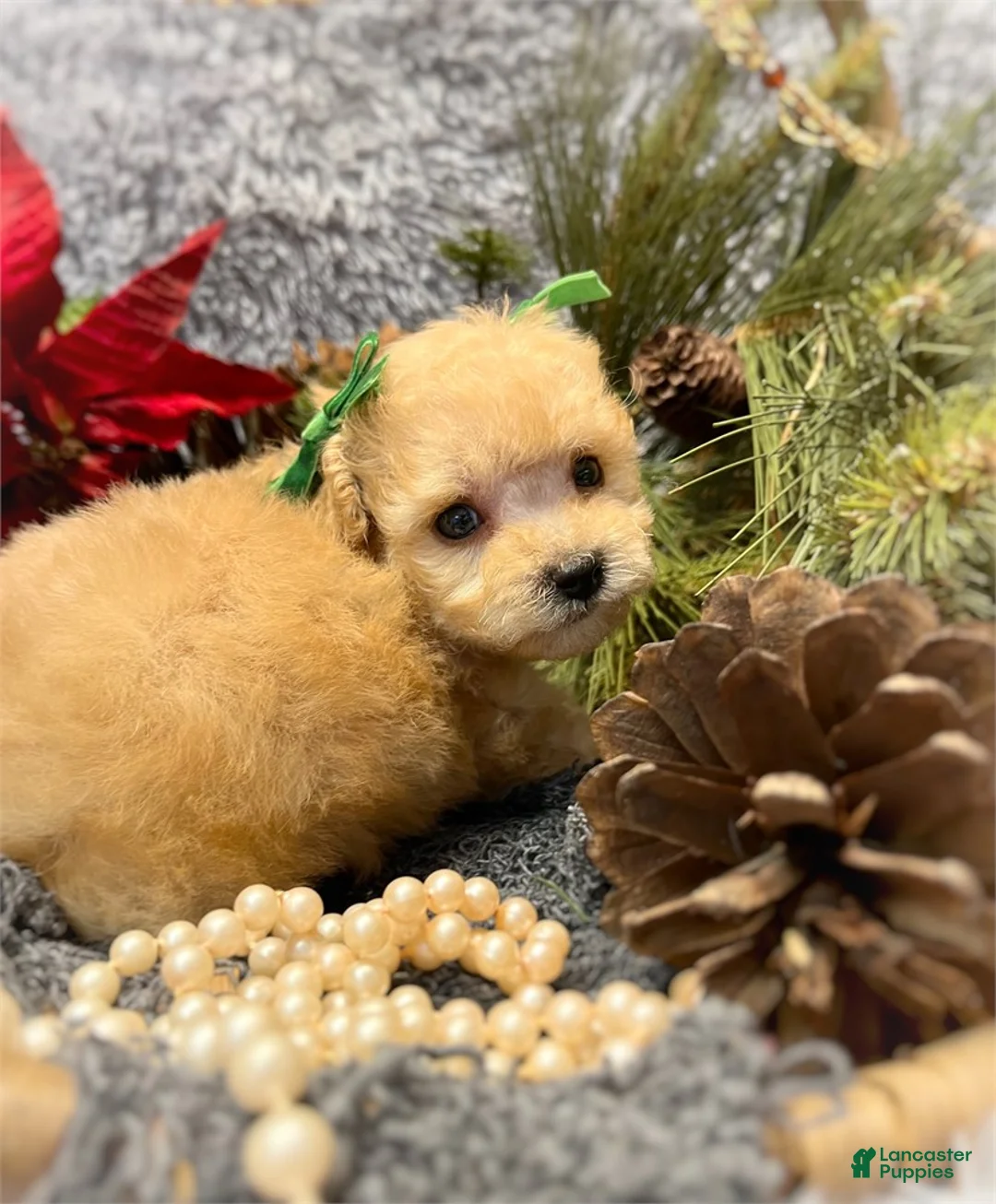 Toy Poodle dogs for sale: Toy Poodle Puppy 1 - Ad 2