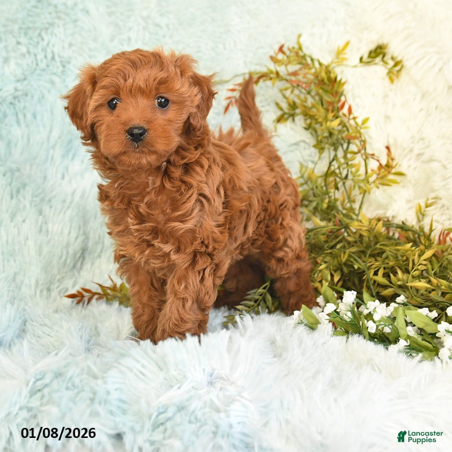 Cockapoo dogs for sale: Bonnie - Ad 3