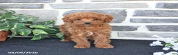 Cavapoo dogs for sale: Lilly - Ad 4