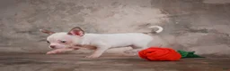 Chihuahua dogs for sale: Emmy - Ad 12