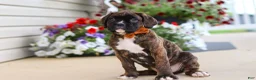 Boxer dogs for sale: Mason - Ad 3