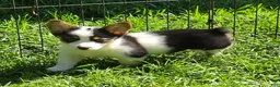 Welsh Corgi Pembroke dogs for sale: Oreo girl  - Ad 33