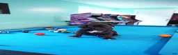 Cane Corso dogs for sale: Shuri - Ad 5
