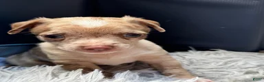Chihuahua 1