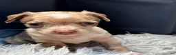 Chihuahua dogs for sale: Chihuahua 1 - Ad 1