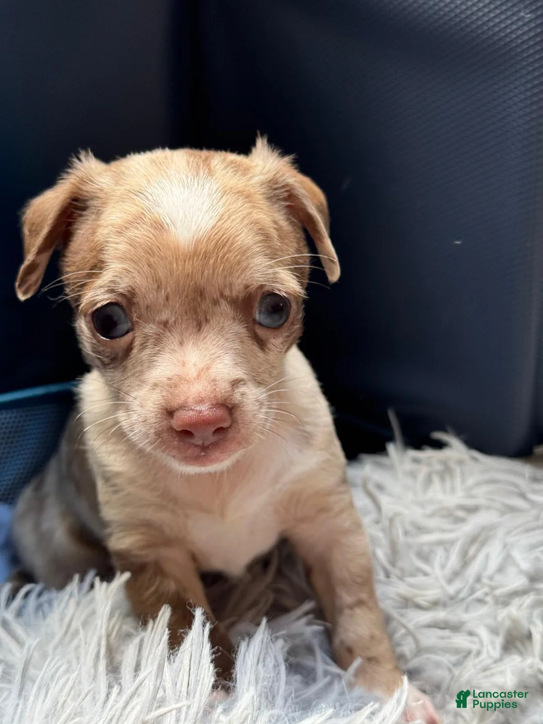 Chihuahua dogs for sale: Chihuahua 1 - Ad 1