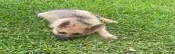 German Shepherd dogs for sale: German Shepherd 1 - Ad 2