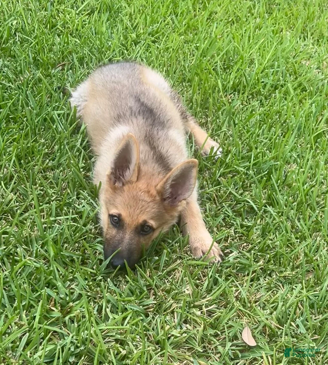 German Shepherd dogs for sale: German Shepherd 1 - Ad 2