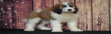 Saint Berdoodles Puppy 6