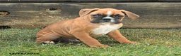 Boxer dogs for sale: Hammer - Ad 2