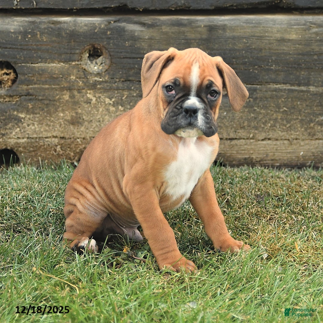 Boxer dogs for sale: Hammer - Ad 2