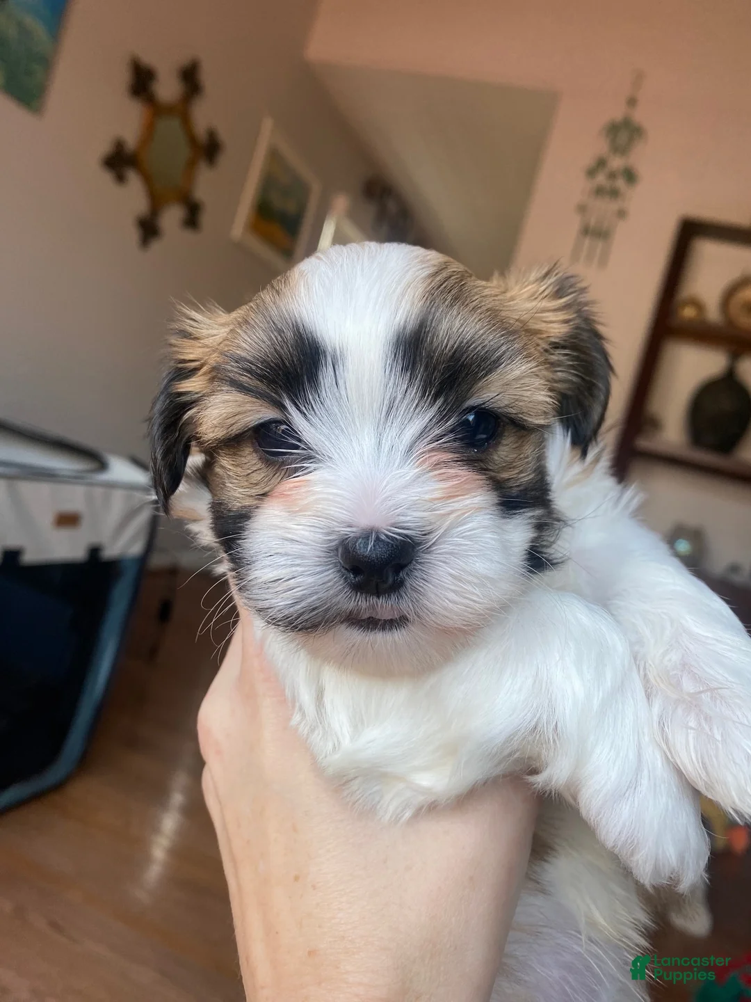 Teddy Bear dogs for sale: Teddy Bear 2 - Ad 1