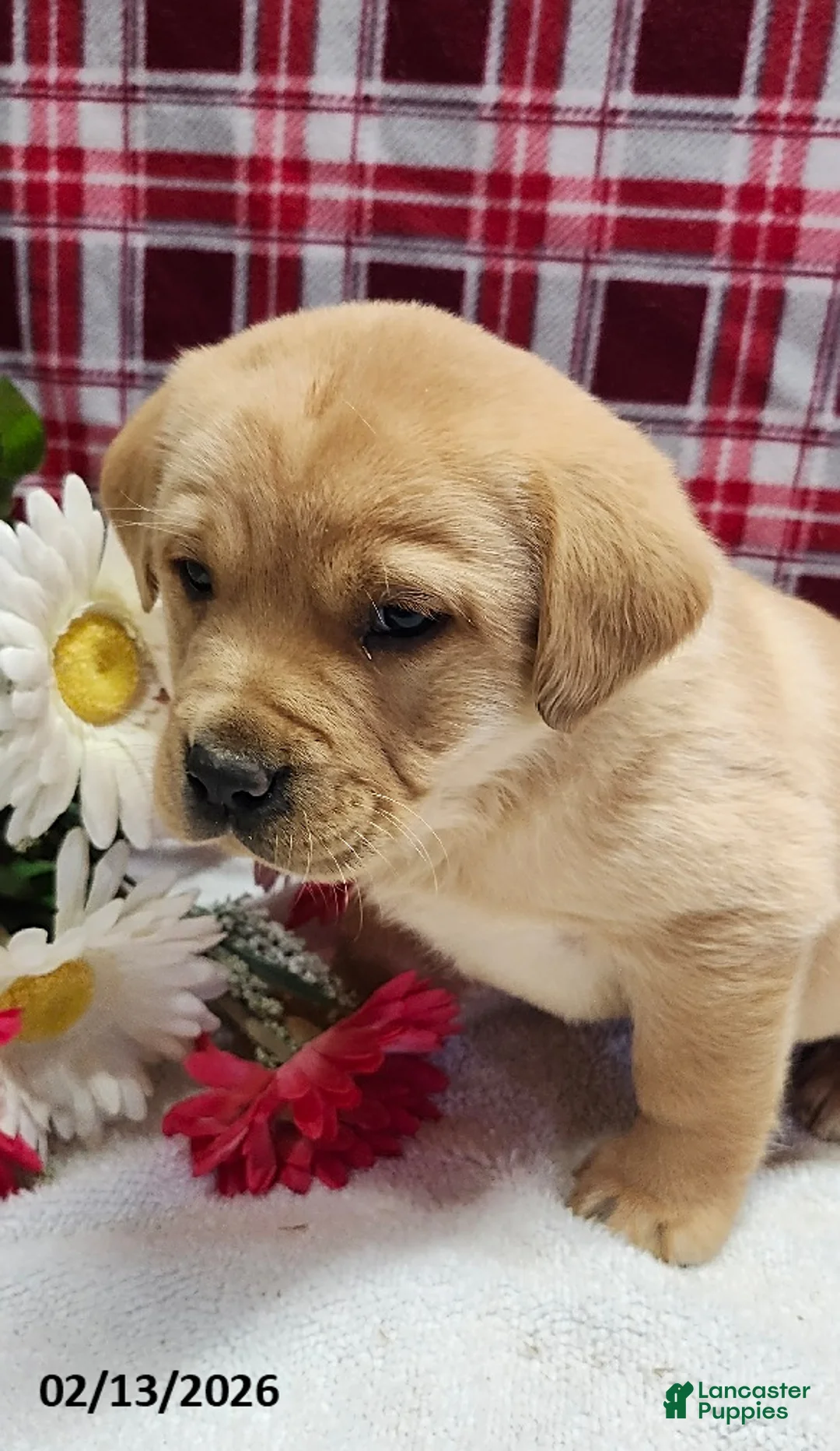 Labrador Retriever dogs for sale: Samson - Ad 2