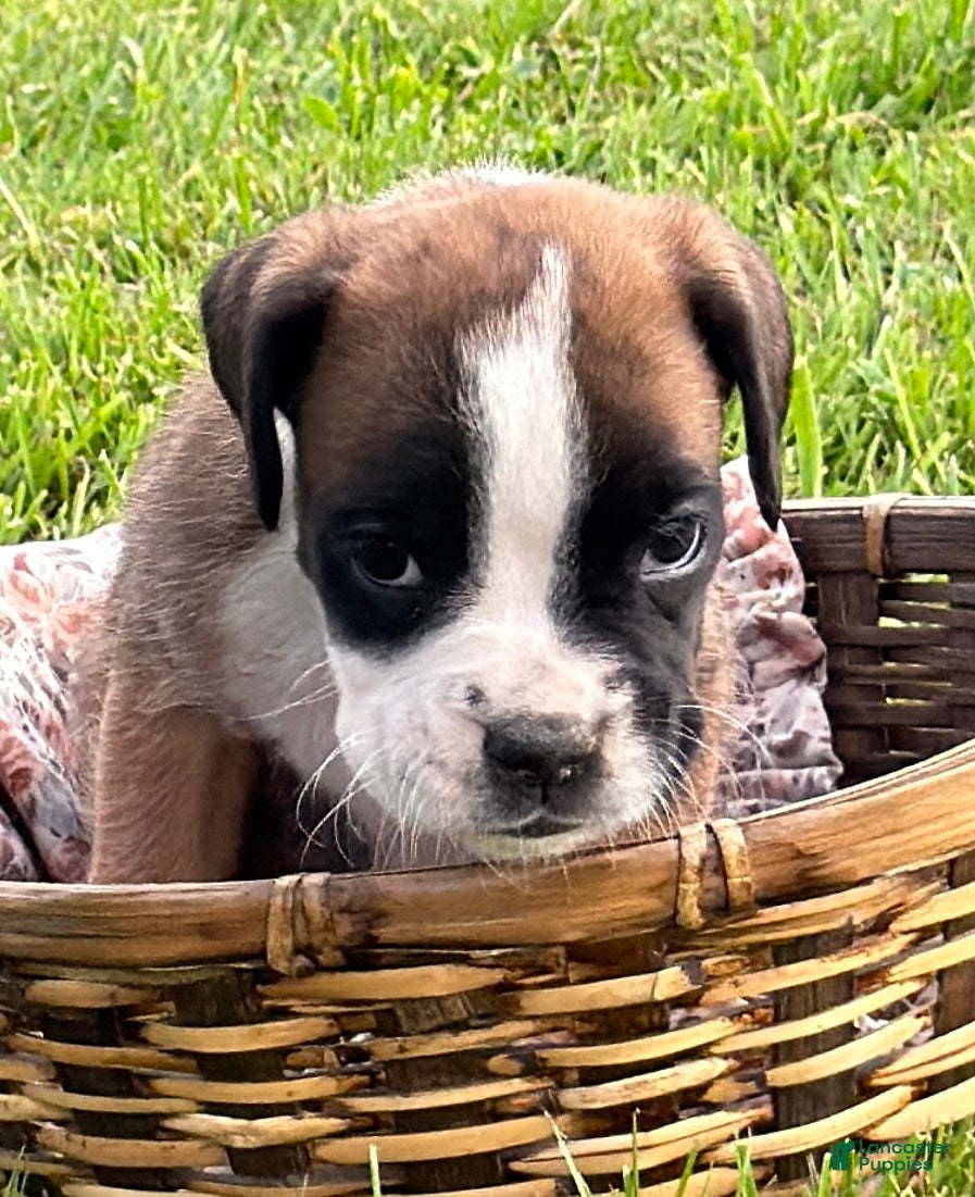 Boxer dogs IVY - Ad 2