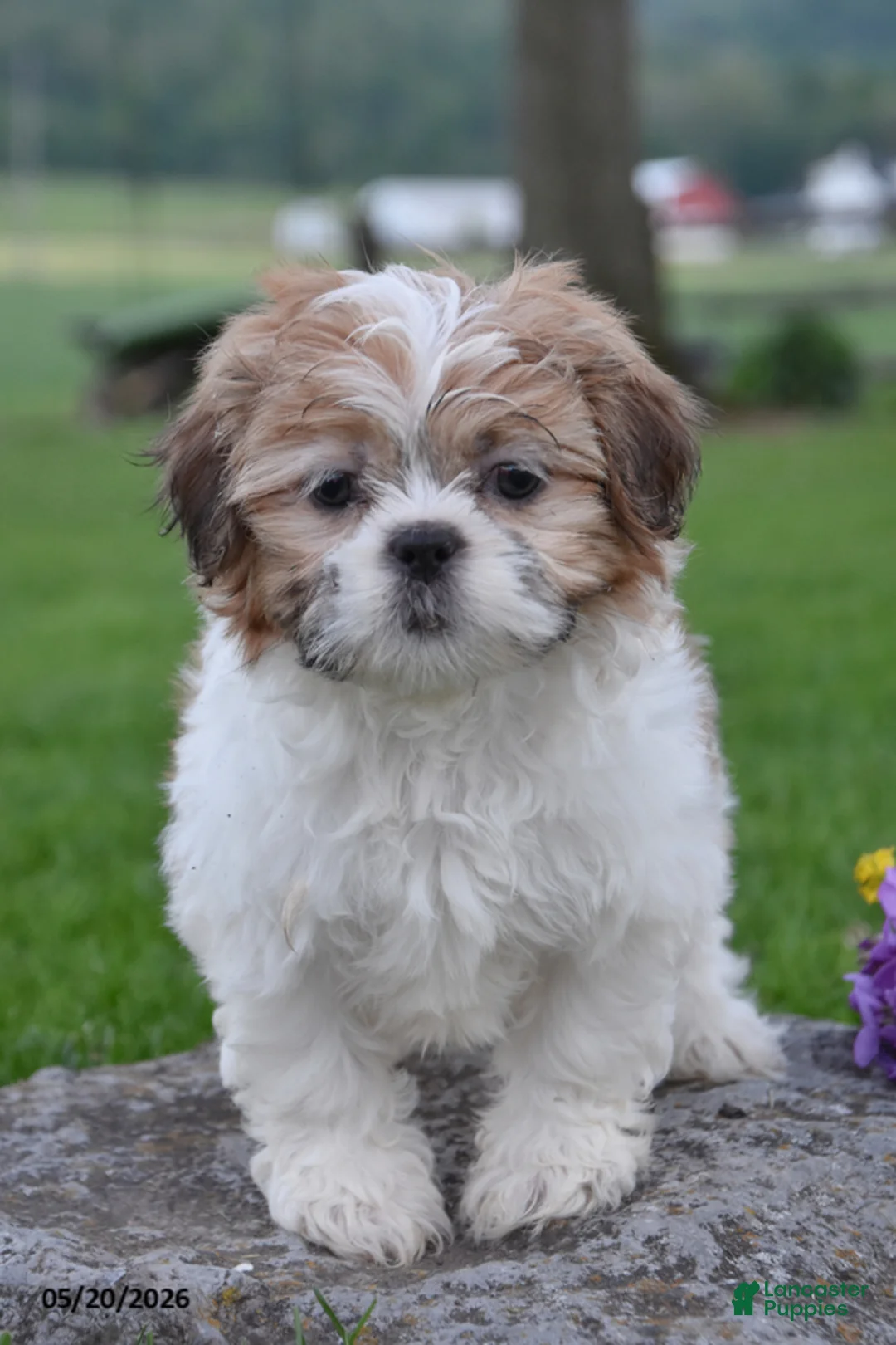 Shih Tzu dogs for sale: Grant - Ad 2