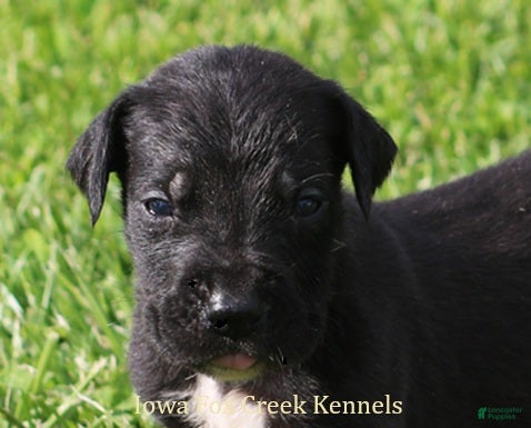 Great Dane dogs Maya - Ad 38