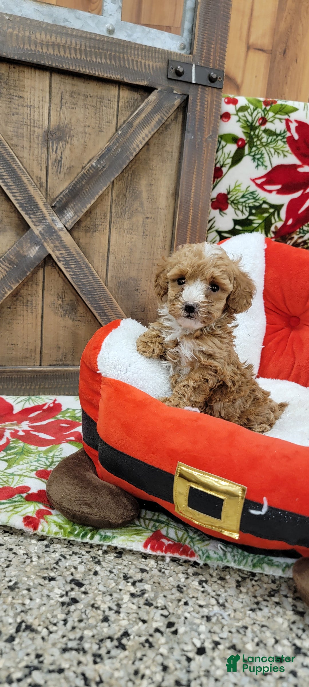 Toy Poodle dogs for sale: Moses - Ad 11
