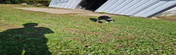 Border Collie dogs for sale: Border Collie 1 - Ad 5