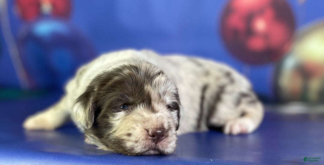 Mixed Breed dogs for sale: Sterling OFA DNA  - Ad 5