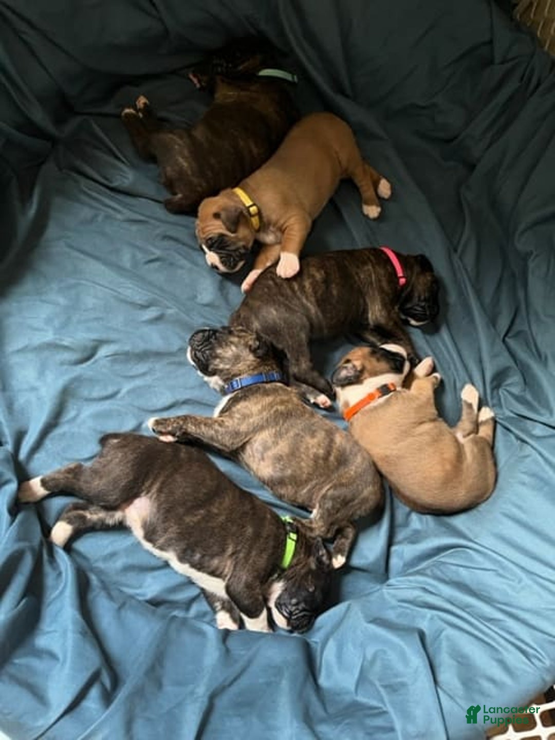 Gallery Image {{count}}