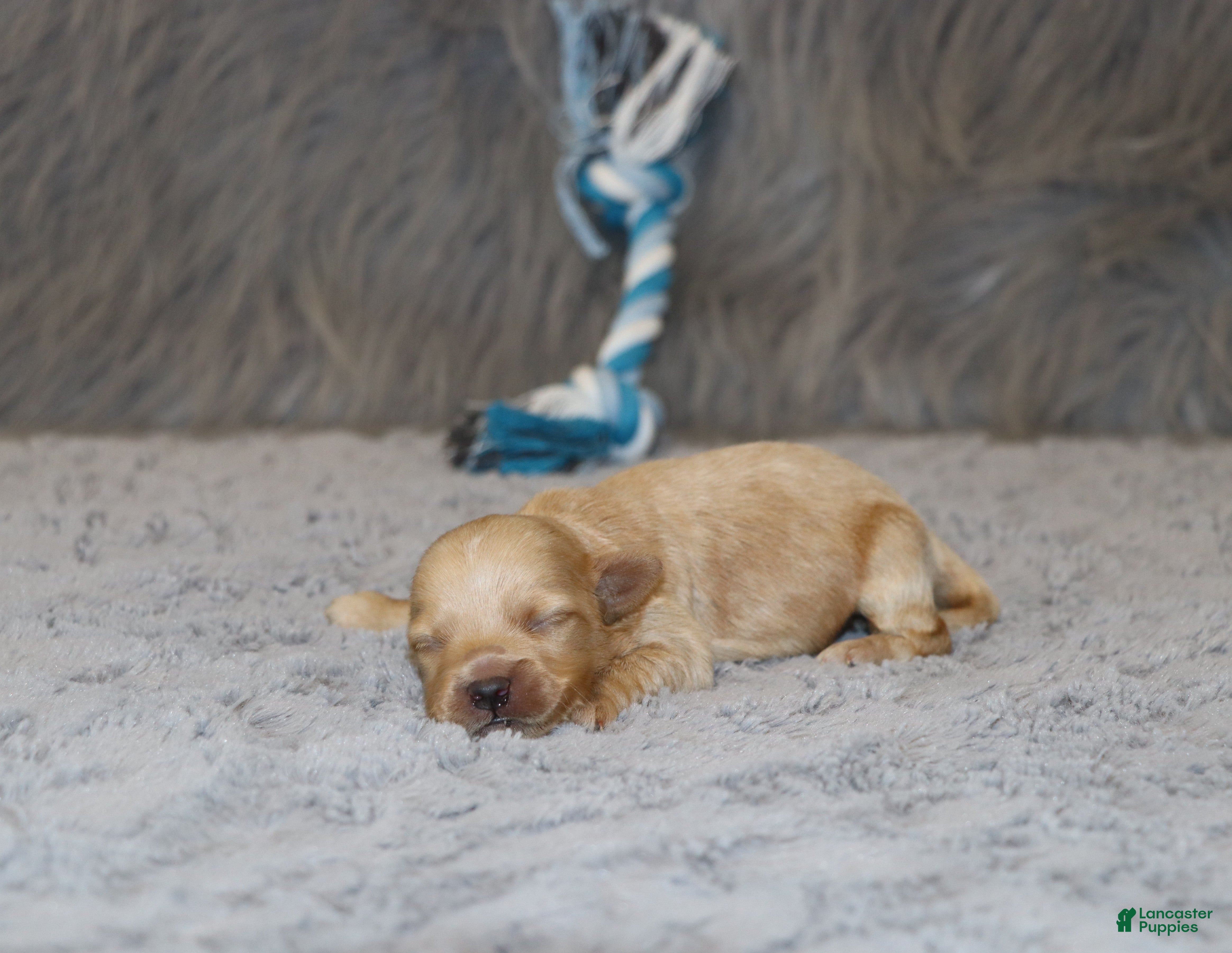 Havapoo dogs Phoenix 💙 Minature - Ad 2