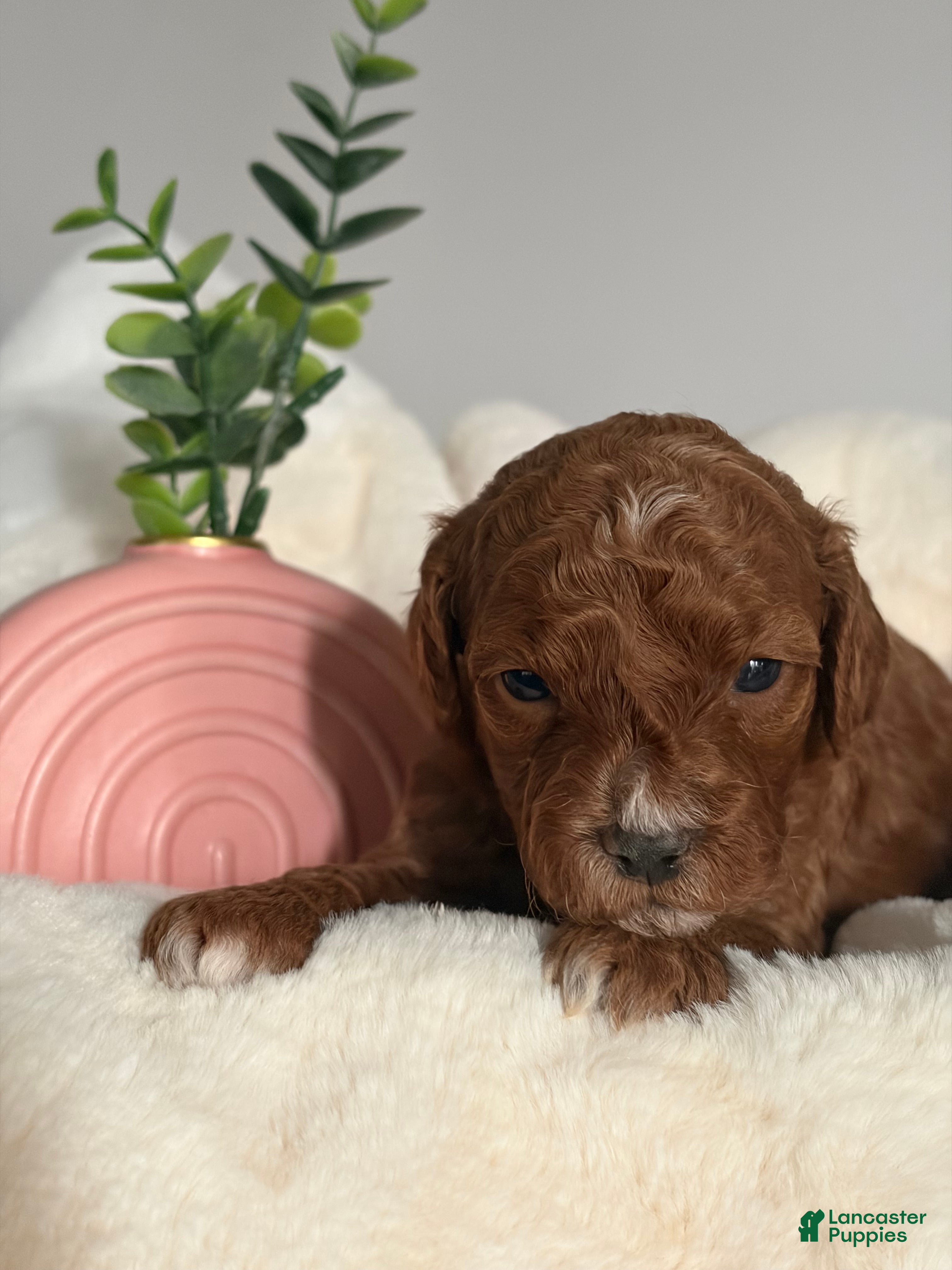 Mini Goldendoodle dogs Mini Goldendoodle Puppy 8 - Ad 40