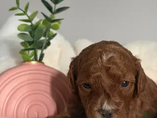 Mini Goldendoodle dogs Paige - Ad 21