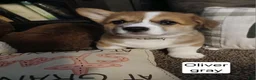 Welsh Corgi Pembroke dogs for sale: OLIVER  - Ad 1