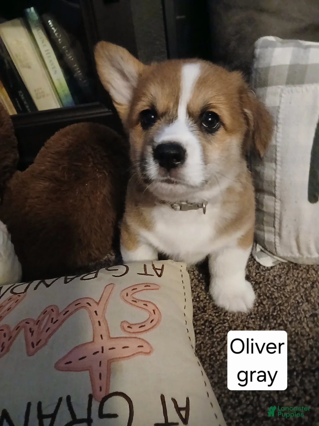 Welsh Corgi Pembroke dogs for sale: OLIVER  - Ad 1