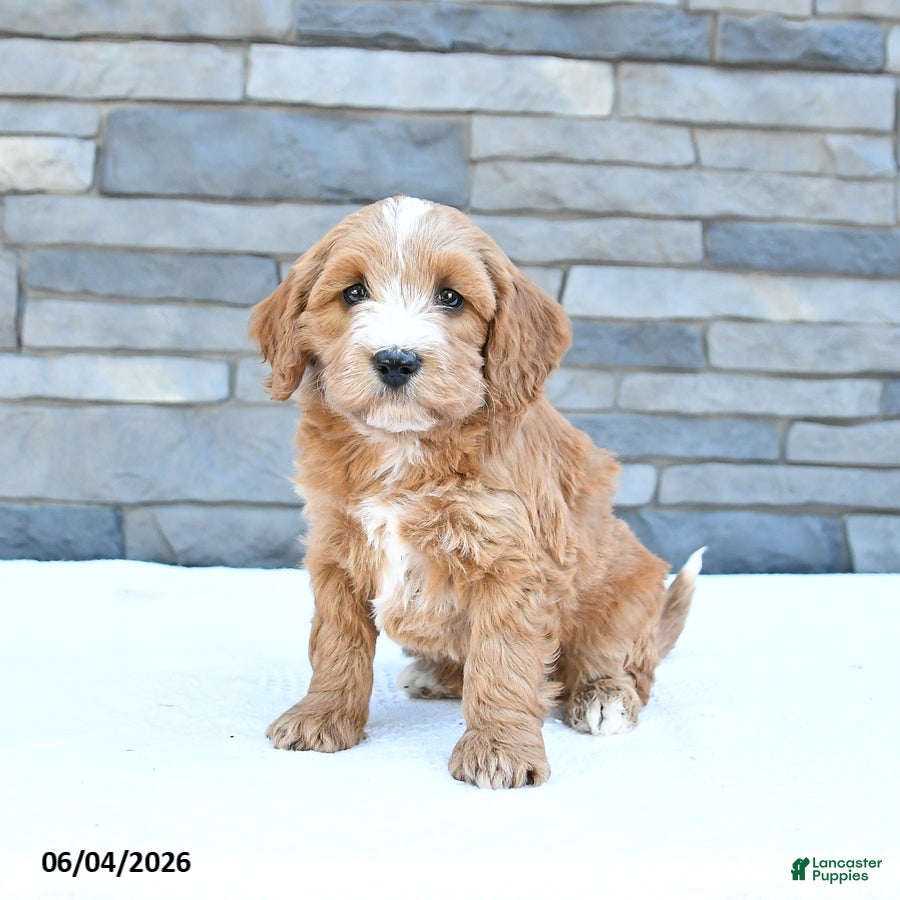 Cockapoo dogs Milo - Ad 2