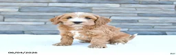 Cockapoo dogs for sale: Milo - Ad 2