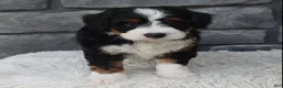 Mini Bernedoodle dogs for sale: Callie  - Ad 8
