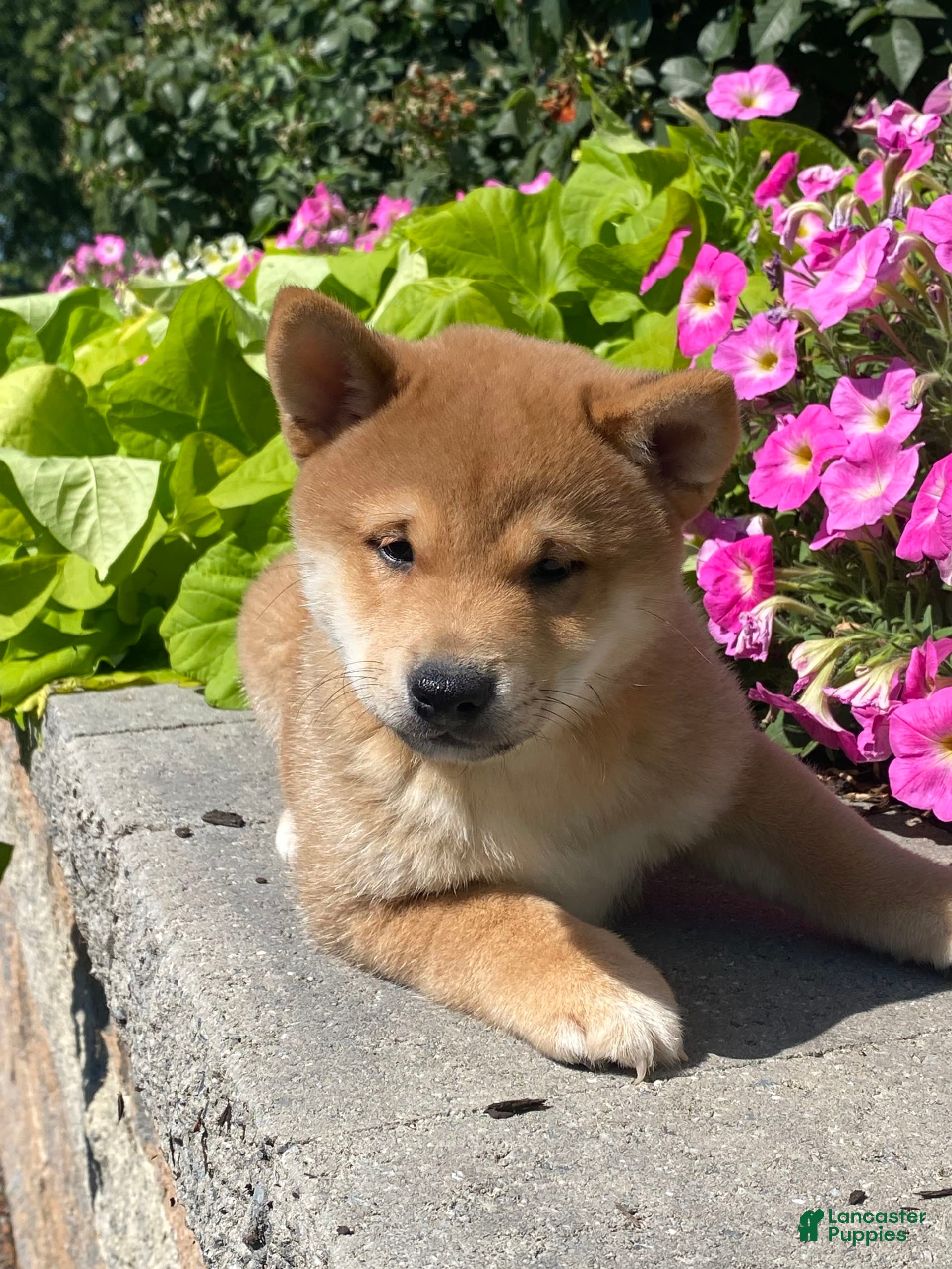 Shiba Inu dogs Ivy - Ad 12